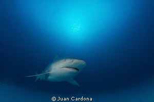 bullshark by Juan Cardona 